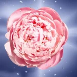 Lancôme La Vie Est Belle En Rose