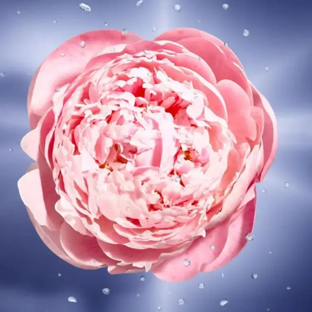 Lancôme La Vie Est Belle En Rose